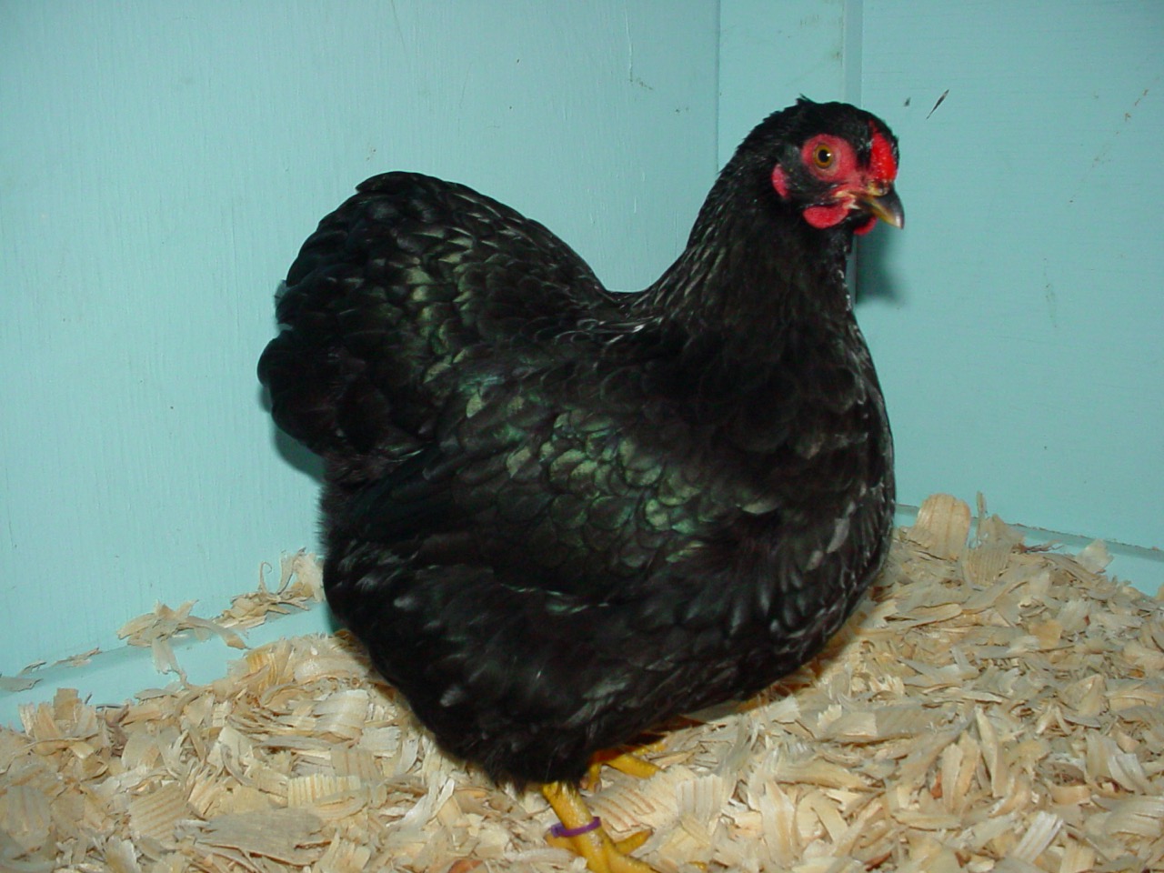 Black pullet Black pullet